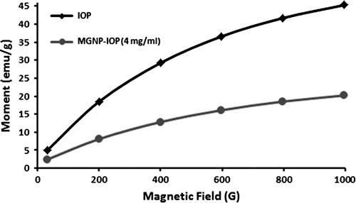 Figure 3. Magnetization curves of IONP and MGNP's with different IONP concentration.