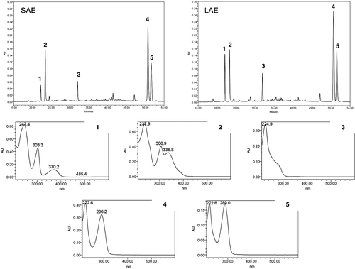 Figure 1.  Chromatograms and UV spectra obtained by LC-PDA for the alkaloids fractions of P. suterella (SAE) and P. laciniata (LAE). Peak 1: UV spectrum characteristic for βC nucleus (further characterized as 1 by co-injection with the isolated standard and by UHPLC/HRTOF-MS and NMR analyses). Peak 2: UV spectrum characteristic of βC nucleus (further characterized as a possible 1 derivative by UHPLC/HR-TOF-MS analysesCitation25). Peak 3: UV spectrum characteristic of THβC MIAs (further characterized as 2 by co-injection with the isolated standard and by UHPLC/HR-TOF-MS and NMR analyses). Peaks 4 and 5: UV spectra characteristic of compounds possessing vallesiachotamine-like nucleus (further characterized as 3 and 4 by GC-MS, UHPLC/HR-TOF-MS and NMR analyses).