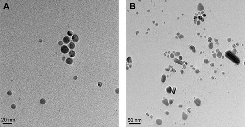 Figure 5 Size and surface morphology of B-AgNPs and F-AgNPs by TEM.Notes: Several fields were photographed and used to determine the diameter of AgNPs using TEM. The average of observed diameters was 20 nm. TEM images of B-AgNPs (A) and F-AgNPs (B).Abbreviations: AgNPs, silver nanoparticles; B-AgNPs, bacterium-derived AgNPs; F-AgNPs, fungus-derived AgNPs; TEM, transmission electron microscopy.