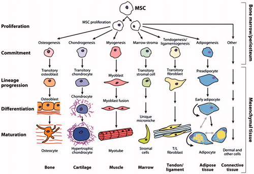 Figure 1. Msc differentiating to the variety of cell lineages.