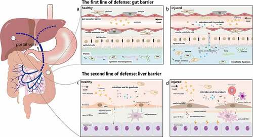 Figure 1. The double line of defense in the gut-liver axis. a. The first line of defense is the gut barrier, which is composed of the mucus barrier, the intestinal epithelial barrier, and the GVB. The mucus layer consists of a microbiota-colonized outer layer and an almost sterile inner layer. The epithelial barrier below the mucus layer is formed by epithelial cells. The deepest protective layer is the GVB. Under physiological circumstances, the healthy intestine barrier allows the absorption of nutrients while prevents the penetration of most toxic and harmful substances. b. Once it is damaged, intestinal microorganisms and their metabolites will move into the liver through the portal vein. c. LSECs are highly fenestrated cells, which can remove recycled waste products by endocytosis and degradation to protect liver against microorganisms and toxicants. They can also induce hepatic immune tolerance and keep the quiescence of HSCs and Kupffer cells. d. Injured LSECs become capillarized and the main characteristics of capillarization are formation of basement membrane, reduction of fenestrae and increased expression of pro-inflammatory mediators. They recruit immune cells and activate HSCs and Kupffer cells to cause liver inflammation. GVB: gut vascular barrier; LSECs: liver sinusoid endothelial cells. HSCs: hepatic stellate cells