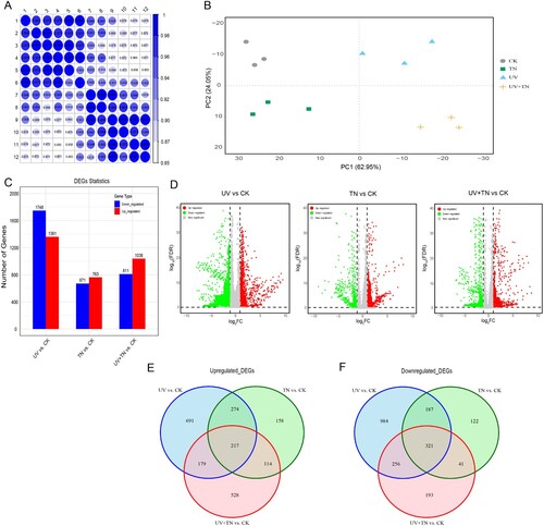 Figure 6. The overview of transcriptome analysis in different comparison groups. (A) Sample to sample clustering analysis for checking batch effects and their similarity, (B) Principle component analysis (PCA) for gene expression pattern, (C) the number of up-regulated and down-regulated genes among the different comparison groups (UV vs. CK, TN vs. CK, UV+TN vs. CK) (D) Volcano plots for all the expressed genes in the three comparison groups, (E) Venn diagram of the identified up-regulated DEGs in three comparison groups describing unique and common DEGs in different treatments, (F) Venn diagram of the identified down-regulated DEGs in three comparison groups describing unique and common DEGs in different treatments.