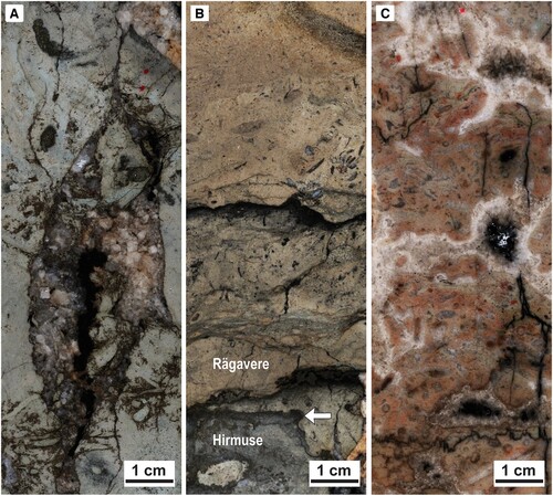 Figure 6. Polished slabs of selected intervals from the core. For the stratigraphic position of the sample, see Figure 4. A. The Hirmuse Formation (P-1) showing vertical fissure with large blocky calcite crystals, blackened by hydrocarbons. B. The Hirmuse-Rägavere boundary (arrow; P-2), and stacked mineralized (blackened) corrosive hardgrounds in the basal part of the Rägavere Formation. C. The Öglunda Limestone (P-3), showing a porous biohermal limestone (boundstone, with some hydrocarbons), mainly built up by recrystallized in situ calcareous algae of the genus Dasyporella.