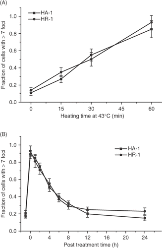 Figure 6. Comparison of the heat-induced γ-H2AX response in wild type HA-1 cells and the HR-1 permanently heat resistant cells derived from them. (A) HA-1 (▪) and HR-1 cells (•) were heated for various lengths of time at 43°C and the fraction of γ-H2AX foci positive cells was determined. (B) Resolution of the heat-induced γ-H2AX foci in HA-1 (▪) and HR-1 cells (•). Cells were heated at 43°C for 60 min and the fraction of γ-H2AX foci positive cells was determined at various times post treatment.