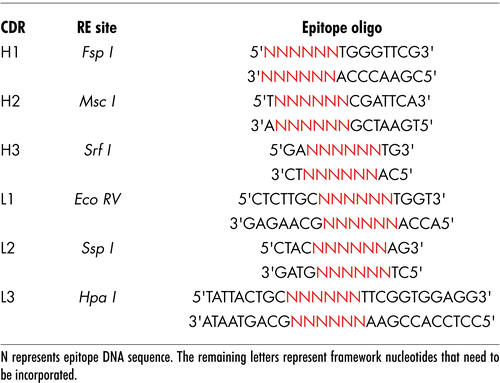 Table 2 List of CDR replacement enzymes and epitope oligonucleotides sequences