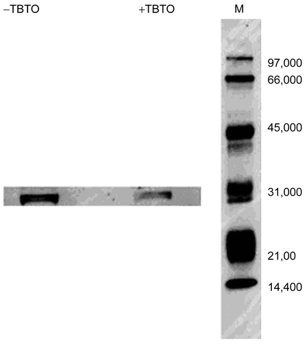 Figure 3.  Protein extracts of TBTO-treated and non-treated cells (70 μg each; obtained as described in Materials and Methods) were separated by 10% SDS-PAGE, transferred onto Hybond-P PVDF membrane, and probed with rabbit anti-prothymosin-α polyclonal IgG. Detection was performed using goat anti-rabbit IgG conjugated with horseradish peroxidase and ECL Western blotting detection reagents. The numbers on the left indicate the molecular weights of the ECL markers.