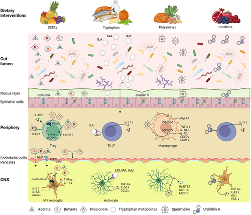 Figure 5. Effects of dietary intervention upon the gut dysbiosis and processes involved in MS pathology.