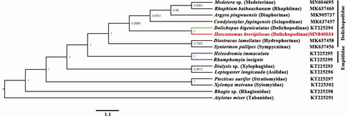Figure 1. The phylogenetic tree of Bayesian interface analysis based on 13 PCGs and 2 rRNAs from 16 species.