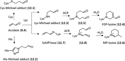 Figure 12. Reaction mechanisms of formation for the acrolein-based adducts with nucleophilic sites.