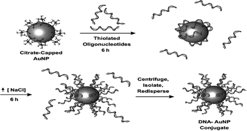 Figure 7. The synthesis of the oligonucleotide gold nanoconjugates: Alkanethiol-terminated oligonucleotides are added to citrate-stabilized GNP, thereby displacing the capping citrate ligands through formation of a gold–thiol bond. Subsequent addition of a salt shields repulsion between the strands, thus leading to a dense monolayer of oligonucleotides.