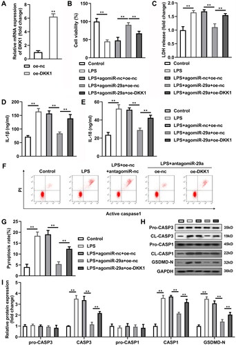 Figure 7. Overexpressed DKK1 alleviates the effects of agomiR-29a. (A) DKK1 expression levels were detected by RT-qPCR. (B) Cell viability evaluated by CCK-8 assay. (C–E) Concentration of LDH, IL-1β, and IL-18. (F–G) Flow cytometry assay analyses of pyroptosis of HGFs. (H–I) Pyroptosis-related proteins (pro-caspase-1, cleaved-caspase-1, and GSDMD-N) and apoptosis-related proteins (pro-caspase-3, cleaved-caspase-3) analysed by western blotting assay. **p < 0.01. RT-qPCR: reverse transcription quantitative real-time PCR. HGF: human gingival fibroblast.