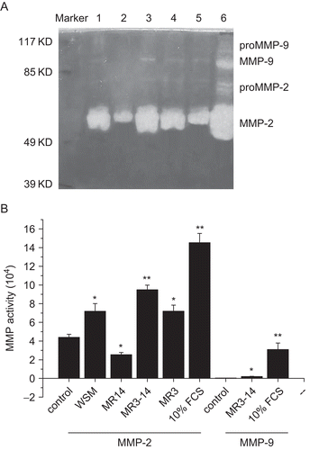 Figure 5.  Effects of WSM, MR14, MR3–14, and MR3 on MMP-2, -9 activities. (A) Results of gelatin zymography. Lane 1: WSM; lane 2: MR14; lane 3: MR3–14; lane 4: MR3; lane 5: 1% FCS control; lane 6: 10% FCS control. (B) Activities of MMP-2, -9 expressed as multiplication product of zone area and average gray value. Data represent the mean ± SEM (n = 5). *p < 0.05, **p < 0.01.