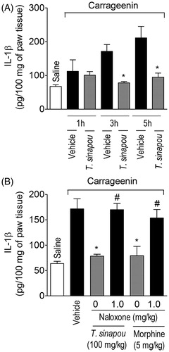 Figure 5. Tephrosia sinapou ethyl acetate extract inhibited carrageenin-induced IL-1β production by an opioid-dependent mechanism. Panel A: mice were treated with vehicle or T. sinapou (100 mg/kg, i.p.) 30 min before carrageenin (100 µg/paw) stimulus. Panel B: mice were treated with naloxone (1 mg/kg, s.c., 1 h) before T. sinapou (100 mg/kg, i.p.), morphine (5 mg/kg, i.p.) or vehicle. After additional 30 min, mice received carrageenin (100 µg/paw) stimulus. Paw skin samples were collected 1, 3 and 5 h (Panel A) and at 3 h (Panel B) after carrageenin injection, and IL-1β levels were determined by ELISA. Results are presented as means ± SEM of experiments performed with five mice per group and are representative of two separated experiments. *p < 0.05 compared to carrageenin + vehicle group, #p < 0.05 compared to the naloxone negative control group (one-way ANOVA followed by Tukey’s test).