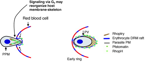 Figure 4.  Proposed model for recruitment of parasite and host DRM rafts during PVM formation. The PVM contains proteins originating from erythrocyte and parasite DRMs. The model shows a nascent vacuole (blue circle) where proteins from parasite DRM rafts (colored dots) nucleate host DRM rafts that contain Gs (blue bar). These host-parasite complexes are sequestered in the PVM, where they are located on the cytoplasmic face of the vacuolar membrane. These complexes may be involved in the raft-induced invagination of the host plasma membrane required for PVM formation. PPM indicates parasite plasma membrane. Reproduced from Hiller and colleagues Citation[52].