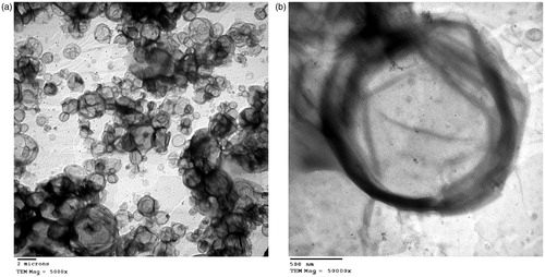 Figure 1. Scanning electron microscopy pictures of formula L7 at (a) 5000× and (b) 50 000×.