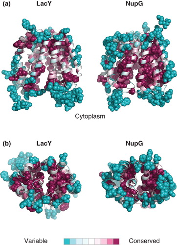 Figure 3. Pattern of residue conservation in LacY and NupG. The rate of evolutionary change at each position in the transporters was calculated using the ConSeq algorithm and mapped onto the crystal structure of LacY and the corresponding inward-facing model of NupG respectively using the colour scale indicated. The structures are shown in cartoon form, with the most variable and conserved positions in solid molecular representation. (a) View from the plane of the lipid bilayer and (b) view from the periplasm.