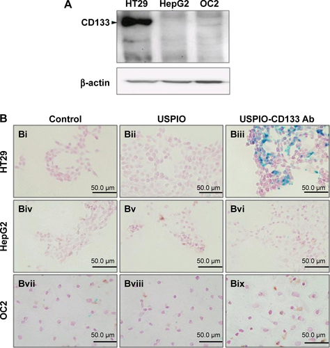 Figure S2 In vitro detection of USPIO-CD133 Ab binding to tumor cells using Prussian blue staining.Notes: (A) Detection of CD133 expression in HT29, HepG2, and OC2 cells by Western blot. β-actin served as an internal control. (B) HT29, HepG2, and OC2 cells were incubated with PBS (Bi, Biv, and Bvii), USPIO (Bii, Bv, and Bviii), and USPIO-CD133 Ab (Biii, Bvi, and Bix), and the iron location detected by Prussian blue staining at 400× magnification.Abbreviations: PBS, phosphate-buffered saline; USPIO, ultrasmall superparamagnetic iron oxide; USPIO-CD133 Ab, USPIO conjugated with anti-CD133 antibodies.