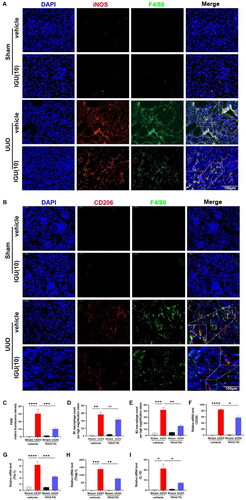 Figure 4. Iguratimod inhibits M2 macrophage infiltration in obstructed kidneys of UUO mice.Mice that underwent Sham or UUO surgery were treated with vehicle or iguratimod (10 mg/kg/day). Immunofluorescence staining of M1 (F4/80+/iNOS+, A) and M2 (F4/80+/CD206+, B) macrophages in the kidneys of mice. C. Quantitative analysis of relative fluorescence intensity for F4/80 positive staining. The number of infiltrated M1 (D) and M2 (E) macrophages per high magnification field in kidneys of mice. The mRNA levels of M2 macrophage-related markers CD206 (F), Ym-1 (G), Timp-1 (H), and IL-10 (I) in the kidneys of mice. IGU: iguratimod; UUO: unilateral ureteral obstruction; iNOS: inducible nitric oxide synthase; Ym-1: chitinase 3-like 3; Timp-1: tissue inhibitor of metalloproteinases-1. The numbers in parentheses are drug concentrations. The orange color in the Merge plot indicates positive co-localization staining. The image in the large rectangle is a zoomed-in version of the small rectangle image. Scale bar (at the bottom right of the image) = 100 μm. Data were expressed as mean ± SEM, n = 5–7, *p < 0.05, **p < 0.01, ***p < 0.001, ****p < 0.0001.