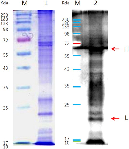 Figure 4. Binding identification test for anti-bacteria. Notes: Binding affinity test for egg yolk antibody by 12% SDS-PAGE. M: Protein Marker, 1: H. pylori protein, 2: Anti-H against H. pylori. H. pylori-IgY Binding affinity was confirmed by western-blot.