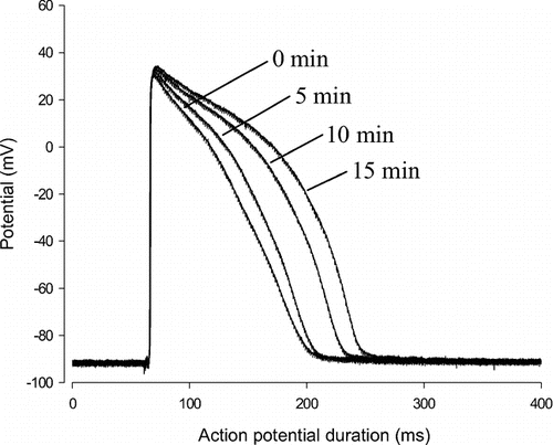Figure 7.  An example of recording showing the time-dependent effect of n-butanol extract on the guinea pig papillary muscle cell.
