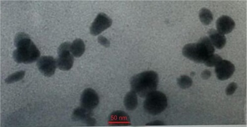 Figure 3 TEM photomicrograph of the optimized BDH ethosomes (F16).