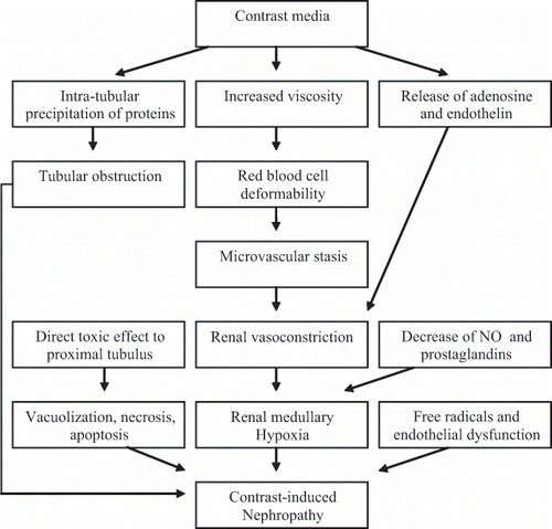 Figure 1. Pathogenesis of contrast-induced nephropathy. NO: nitric oxide.