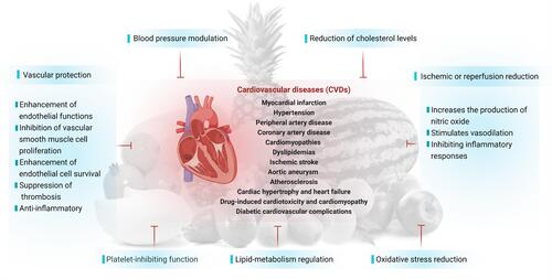 Figure 8 Possible mechanisms of action of nutritional fruits in protecting heart from CVDs.
