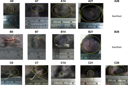 Figure 9 Images of the tumors on the backs of the mice.Notes: A represents as group A; B represents as group B; C represents as group C. 0 represents as day 0; 7 represents as day 7; 14 represents as day 14; 21 represents as day 21; 28 represents as day 28.