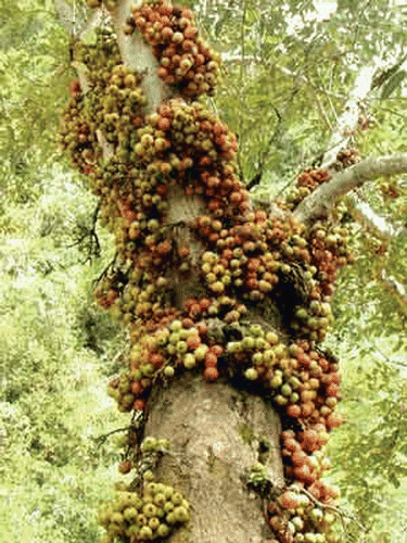 Figure 3.  Ripe fruits of Ficus racemosa.