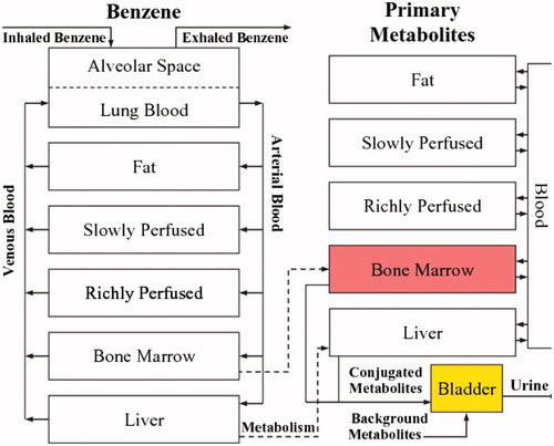 Figure 2. Compartmental structure of a recent PBPK model for human metabolism of benzene. (Source: Knutsen et al. Citation2013).
