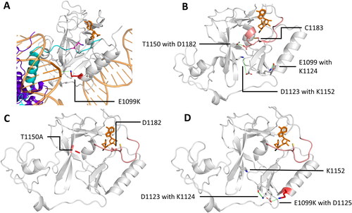 Figure 9. NSD2 cancer mutants E1099K and T1150A result in an increased methylation activity. A| Crystal structure of NSD2 E1099K, T1150A (sticks, red) complexed to a nucleosome binding the H3 tail (cartoon, cyan, PDB 7E8D (Sato et al. Citation2021)). E1099K binds the nucleosome DNA backbone (cartoon, orange), which was suggested to be the reason the increased activity. B-C| Mechanism proposed for the increased activity of T1150A and E1099K by remodeling the H-bonds around the AL (cartoon and sticks, rose) resulting in an easier uplifting of the AL. The placeholder residue C1181 is in an open position. B| H-bond network in NSD2 WT (PDB 5LSU (Tisi et al. Citation2016)). C| H-bond network in NSD2 T1150A, in which the contact with D1182 is lost and the AL is lifted (image created using simulation results as described in Sato et al. (Citation2021)). D| H-bond network in NSD2 E1099K where K1099 forms a novel salt bridge with D1125 which is accompanied by decreased salt bridge formation between D1123 and K1152, since D1123 is in a polar connection with K1124 (image created using simulation results as described in Sato et al. (Citation2021)).