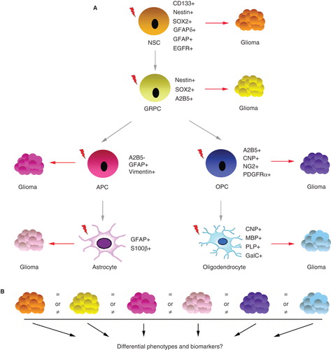 Figure 1. Putative glioma cell of origin and its role for glioma development. A: A simplified schematic representation of glial cell development from the multipotent CNS stem cell into astrocytes and oligodendrocytes, where each stage is defined by the expression of markers. Red lightings indicate the occurrence of an oncogenic event that will induce glioma development. B: The role of cellular origin for glioma initiation, progression, recurrence and response to therapy remains largely unknown. The search for biomarkers that could distinguish phenotypically distinct glioma subgroups based on cell of origin could be one path towards elucidating this matter. NSC = neural stem cell; GRPC = glial restricted progenitor cell; APC = astrocyte precursor cell; OPC = oligodendrocyte precursor cell.