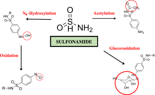 Figure 1 Sulfonamide metabolites that cause hypersensitivity.