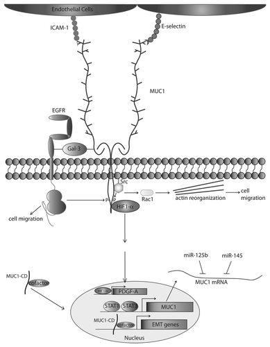 Figure 1. MUC1 drives metastatic progression. The protein core of underglycosylated MUC1 interacts with ICAM-1, E-selectin, and Galectin-3 using the extracellular domain. The cytoplasmic domain of MUC1 is phosphorylated by EGFR and Src, among other proteins, and upon Src phosphorylation can induce Rac activity and cytoskeletal change leading to an increase in cell motility. Phosphorylation by EGFR promotes cell motility, and interaction with HIF1-α drives PDGF-A transcription, positively affecting β-catenin transcriptional activity. The cytoplasmic domain of MUC1 interacts with cofactors, such as β-catenin, p120-catenin, and Estrogen Receptor β among other transcription factors, promoting nuclear translocation of these proteins and driving expression of Epithelial to Mesenchymal Transition (EMT) genes. MUC1 expression is upregulated by STAT1/STAT3 binding to the MUC1 promoter, and MUC1 mRNA is downregulated by binding of miR-125b/miR-145.