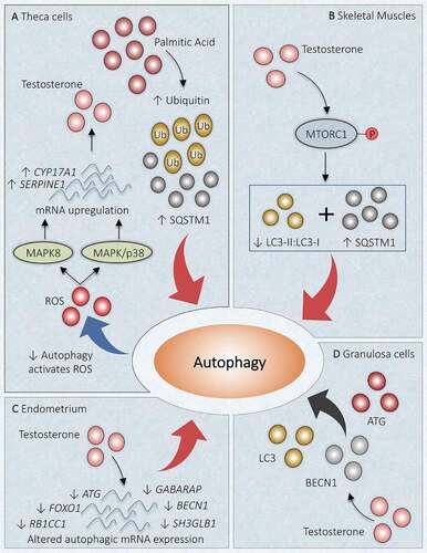 Figure 5. Link between autophagy and hyperandrogenism in PCOS. Different autophagic responses are observed at various locations due to an increased level of androgen in PCOS. (A) Theca cells: Increase in palmitic acid augments SQSTM1 and ubiquitin, which inhibits autophagy. Declined autophagy induces testosterone production by increasing ROS and enhanced mRNA expression of CYP17A1 and SERPINE1 via MAPK/p38 and MAPK8 activations. (B) Skeletal Muscles: Testosterone causes activation of MTORC1, which inhibits the autophagy proteins and suppresses autophagy. (C) Uterus: Altered gene expression in response to hyperandrogenemia inhibits autophagy. (D) Granulosa Cells: Testosterone induces expression of BECN1, ATG, LC3, and favors autophagy. Red arrow: deactivation; Black arrow: activation
