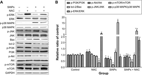 Figure 9 Regulation of MAPK/Bcl-2 and PI3K/Akt/mTOR signaling.Notes: The expressions of ERK, p-ERK, p38 MAPK, p-p38 MAPK, JNK, p-JNK, PI3K, p-PI3K, Akt, p-Akt, mTOR, p-mTOR, bcl-2, and Bax were measured by Western blot assay after 24 hours of exposure to SiNPs plus NAC in HUVECs. (A) All blots shown are representative of three independent experiments. (B) Relative densitometric analysis of the protein bands was performed and presented. Data are expressed as the mean ± SD from three independent experiments. *P<0.05 vs control; #P<0.05 for SiNPs vs SiNPs + NAC.Abbreviations: SiNPs, silica nanoparticles; NAC, N-acetylcysteine; HUVECs, human umbilical vein endothelial cells; SD, standard deviation.