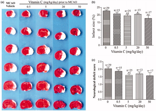 Figure 1. Effect of long-term, low-dose vitamin C on MCAO induced infarct size and neurological deficit score. (a) Representative images of TTC stained brain slices obtained at 24 hr post-MCAO from MCAO rats pretreated with vitamin C at a dose of 0, 0.5, 5, 20 and 50 mg.kg−1.day−1 for 3 weeks. (b,c) Bars showing the relative infract size (b) or neurological deficit score (c) of MCAO rats pretreated with vitamin C at a dose of 0, 0.5, 5, 20 and 50 mg.kg−1.day−1 for 3 weeks. *p < 0.05; **p < 0.01; ***p < 0.005.