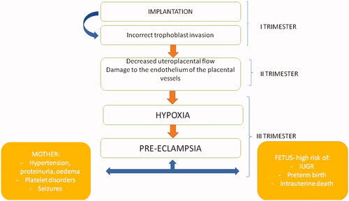 Figure 1. The impact of incorrect trophoblast implantation and vascular complications on pre-eclampsia development.
