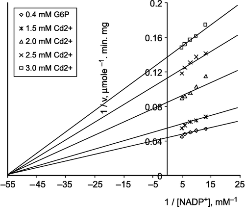 Figure 6 Lineweaver-Burk double reciprocal plot of initial velocity against NADP+ as varied substrate and Cd 2+(1.5–3.0 mM) as inhibitor at different fixed G-6-P (0.4 mM) concentrations. The velocities were determined in 100 mM Tris/HCl buffer pH 8.0.