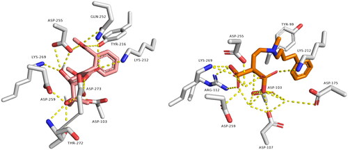 Figure 3. Binding modes of avicennone B (left side) inside the active site of farnesyl diphosphate synthase target. Binding mode of co-crystalized ligand (right side) inside the active site of farnesyl diphosphate synthase.