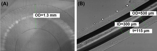 Figure 1. (A) Solid alginate microfiber configuration at 4X (OD = 1.3 mm); (B) hollow alginate microfiber at 10X (OD = 530 μm, ID = 300 μm, t = 115 μm, and L = 3.5 cm). Measurement analysis performed by NIS-Elements v.3.2.2 software using a Nikon Eclipse Ti-S transmission microscope with Interline CCD camera (Andor Technology). With Permissions from Global Life Sciences reproduced from [CitationDjomehri et al. 2013].