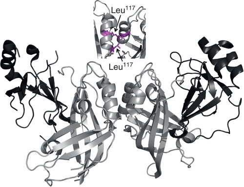 Figure 1. Structure of the EBOV VP40 dimers. The recent dimeric structure of VP40 (PDB ID: 4LDB Citation[17]) is shown with the N-terminal domain in gray and the C-terminal domain in black. The VP40 N-terminal domain dimeric interface involves residues 52 – 65 and 108 – 117 both of which are part of alpha helices. These interactions have little H-bonding and are mostly hydrophobic in nature. Specifically residues involved are Ala55, His61, Phe108, Thr112, Ala113, Met116, and Leu117 where Leu117 seems to be of key importance. The inset shows a close-up of the dimeric interface with Leu117 shown in magenta. Mutation of Leu117 disrupts formation of VP40 dimers and abrogates viral budding.