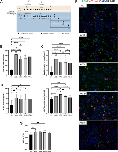 Figure 4 Experimental protocols for inducing AR in mice and expression of BDNF in mice. (A) The establishment and treatment process of AR mouse model and healthy control (more details could see in methods). (B and C) Serum total IgE and Ovalbumin special immunoglobulin E (s-IgE) were significantly increased in the allergic group by ELISA. (D and E) BDNF in serum and NAL fluid of mice in the allergic group were significantly increased with time correlation. Serum BDNF reached the peak at 3 h after the allergen challenge and then decreased gradually. BDNF in NAL fluid increased gradually after the allergen challenge, reached the maximum value at 6h, and then gradually decreased to the level of the NC group at 24h. (F) Immunofluorescence staining of nasal ciliated epithelial cells in 400× magnifications. (×400 magnification scale bar = 20 μm). (G) The MFI of BDNF of nasal ciliated epithelial cells in AR and NC groups, indicating the expression of BDNF in nasal ciliary cells of allergic rhinitis mouse was significantly increased at 3 h, 6 h, and 12 h after allergen challenge, but decreased at 24 h, showing no significant difference from the normal control group. All data were analyzed by GraphPad 8. Statistical significance was detected by the paired Student’s t-test method. ANOVA was performed for comparison among more than two groups. ns Means “no significant”, *Means p<0.05, **Means p<0.01, ***Means p<0.001,****p< 0.001.