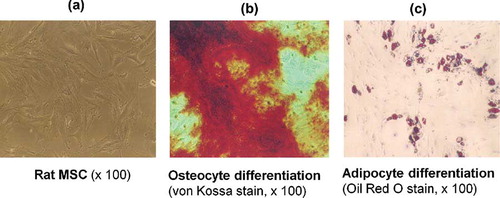 FIGURE 1. Mesenchymal stem cells (MSCs) were characterized by their canonical ability to differentiate into adipocytes and osteocytes. (a) MSCs on second passage growing in spindle-shaped morphology (rat MSCs ×100). (b) MSC cultured for 8 days with osteogenic supplements (von Kossa stain ×100). Osteogenic differentiation is shown by the formation of calcium-hydroxyapatite-positive area (von Kossa staining). (c) MSC cultured for 12 days with adipogenic supplements (Oil Red O stain ×100). Adipogenic differentiation is visualization by Oil Red O staining for intracellular lipid vacuoles.