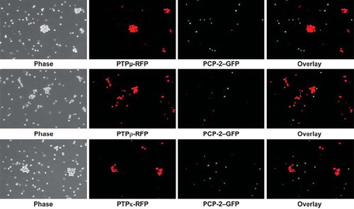 Figure 5. PCP-2 does not interact in trans with other type IIb RPTPs to mediate heterophilic cell-cell aggregation. Sf9 cells expressing both GFP and PCP-2 were mixed with Sf9 cells expressing RFP and either PTPμ, PTPρ, or PTPκ. After 30 min of aggregation, the cells were imaged. Phase-contrast images show that aggregates form. The overlay fluorescent images demonstrate that these aggregates are composed exclusively of RFP-expressing cells, and exclude GFP/PCP-2–expressing cells.