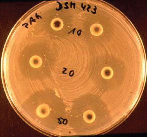 Figure 5. Determination of antagonistic activity of E. coli Nissle 1917 (EcN) against another E. coli strain (DSM 423) in vitro. A suspension of E. coli DSM 423 was homogeneously spread across the surface of an agar plate (PAG minimal medium). Small cylinders of agar were punched out using a punching tool and the resulting cavities were filled with 10, 20 or 50 μl of an overnight culture of EcN (2 × 109 cfu/ml). Tests were performed in duplicate. The picture was taken after 24 h of aerobic incubation at 37°C. Antagonistic activity becomes visible by the development of inhibition zones (halos) around the cavities containing the EcN suspension. Photograph: U. Sonnenborn, Herdecke.