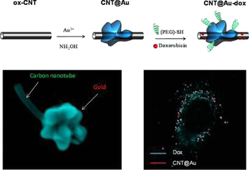 Figure 8. Carbon nanotube/gold hybrids for the delivery of doxorubicin (CitationMinati et al. 2012).