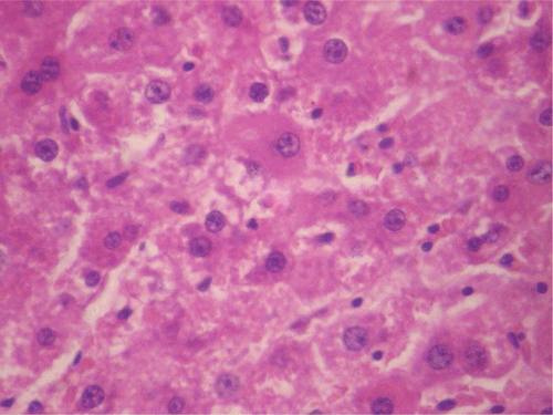 Figure 2.  Histopathologic presentation of male rat liver of control group (Normal; 400×).