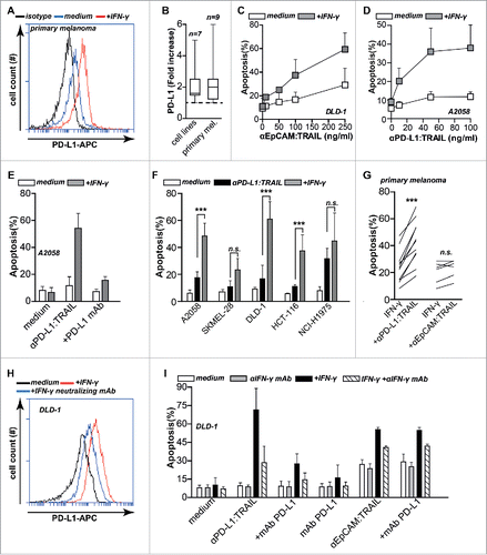 Figure 4. IFNγ upregulates PD-L1 expression and sensitizes cancer cells to TRAIL-mediated apoptosis. (A) Primary patient-derived melanoma cells were treated with or without 20 ng/mL IFNγ for 24 h after which PD-L1 expression was analyzed by flow cytometry. (B) Seven cancer cell lines and nine primary patient-derived melanoma cell cultures were treated with or without 20 ng/mL IFNγ for 24 h after which PD-L1 expression was analyzed by flow cytometry. Fold increase was calculated compared to non-treated cells. (C) IFNγ pre-treated or non-treated DLD-1 cells were incubated with an increasing dose of anti-EpCAM:TRAIL for 18 h, after which apoptosis was assessed by flow cytometry using Annexin-V staining. (D) IFNγ pre-treated or non-treated A2058 cells were incubated with an increasing dose of anti-PD-L1:TRAIL. Apoptosis was assessed by Annexin-V staining after 18 h. (E) IFNγ pre-treated or non-treated A2058 cells were incubated with 500 ng/mL anti-PD-L1:TRAIL in the presence or absence of PD-L1 blocking mAb (10 µg/mL). Apoptosis was determined by Annexin-V staining after 18 h. (F) A small panel of cancer cell lines were pre-treated with or without IFNγ (20 ng/mL), followed by treatment of anti-PD-L1:TRAIL (500 ng/mL) for additional 18 h. Apoptosis was determined by Annexin-V staining. (G) IFNγ pre-treated primary patient-derived melanoma cultures were treated with 1 μg/mL anti-PD-L1:TRAIL or anti-EpCAM:TRAIL for 48 h. Apoptosis was determined using Annexin-V. (H) DLD-1 cells were treated with or without 20 ng/mL IFNγ in the presence or absence of 8 µg/mL IFN-y neutralizing mAb. After 24 h, PD-L1 expression was analyzed by flow cytometry. (I) DLD-1 cells were pre-treated with or without 20 ng/mL IFNγ in the presence or absence of 8 µg/mL IFNγ neutralizing mAb. After 24 h, cells were treated with anti-PD-L1:TRAIL (250 ng/mL) in the presence or absence of PD-L1 blocking mAb (10 µg/mL), anti-EpCAM:TRAIL (250 ng/mL) or mAb PD-L1 (1 μg/mL). All graphs represent mean±SD. Statistical analysis was performed using two-way ANOVA (F) or Wilcoxon matched pairs test (G) (*p < 0.05, **p < 0.01, ***p < 0.001, n.s. not significant).