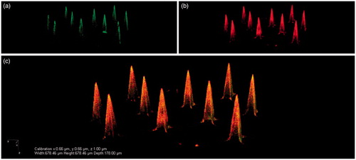 Figure 6. Representative CLSM images of pH-sensitive MA with 24 × 24 microneedles that were coated via a layer-by-layer approach with 10 layers of IPV alternated with TMC: IPV-fluo-488 (a), TMC-rhodamin B (b), and an overlay of these images (c). Reprinted with permission from Neutra & Kozlowski (Citation2006).